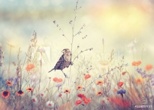 Pilt Field with wild flowers and a bird